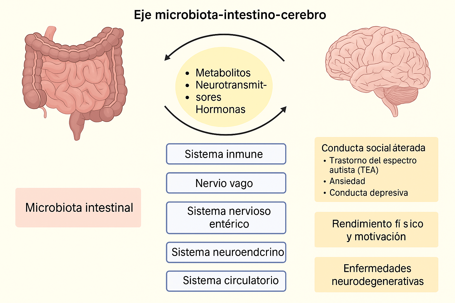 Diagrama del eje microbiota-intestino-cerebro mostrando cómo los metabolitos, neurotransmisores y hormonas producidos por la microbiota intestinal influyen en el cerebro a través de sistemas como el nervioso, inmune y endocrino.