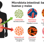 Ilustración de la microbiota intestinal con bacterias buenas (como Lactobacillus, Akkermansia y Faecalibacterium) y bacterias perjudiciales (como Escherichia coli, Clostridium y Staphylococcus), mostrando su impacto en la salud digestiva.