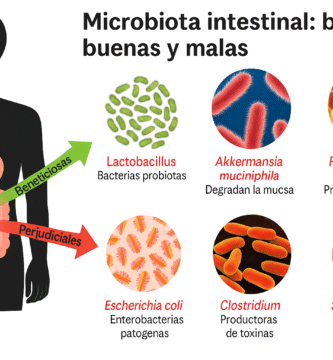 Ilustración de la microbiota intestinal con bacterias buenas (como Lactobacillus, Akkermansia y Faecalibacterium) y bacterias perjudiciales (como Escherichia coli, Clostridium y Staphylococcus), mostrando su impacto en la salud digestiva.